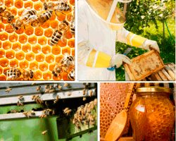 Apensar apicultor