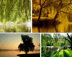 Arboles frondosos y lago. A pensar apensar lago arboles
