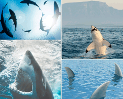 apensar imagenes de ballenas